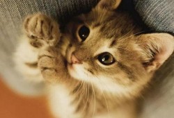 爆料猫博主养鸟视频大全,视频大全带你领略鸟儿们的魅力