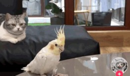 爆料猫博主养鸟视频大全,视频大全带你领略鸟儿们的魅力