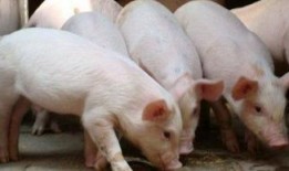 给猪灌泥浆爆料怎么做视频,揭秘视频制作全过程