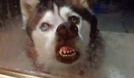 视频爆料 二哈是真的吗,视频爆料揭示的犬界“网红”之谜