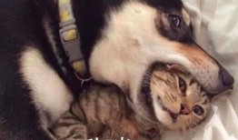 视频爆料 二哈是真的吗,视频爆料揭示的犬界“网红”之谜