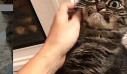 猫脸女孩爆料视频大全集,揭秘神秘事件背后的真相