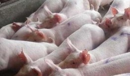 给猪灌泥浆爆料怎么做视频,揭秘视频制作全过程