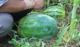 湖州吃瓜事件网红叫什么,网红“瓜王”引发全网热议