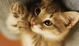 爆料猫博主养鸟视频大全,视频大全带你领略鸟儿们的魅力