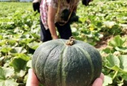 商洛网红吃瓜事件真相是真的吗,真相揭秘，还原事件始末