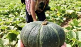 商洛网红吃瓜事件真相是真的吗,真相揭秘，还原事件始末