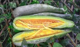 商洛网红吃瓜事件真相是真的吗,真相揭秘，还原事件始末