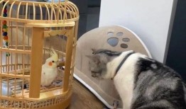 爆料猫博主养鸟视频大全,视频大全带你领略鸟儿们的魅力