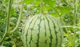 湖州吃瓜事件网红叫什么,网红“瓜王”引发全网热议