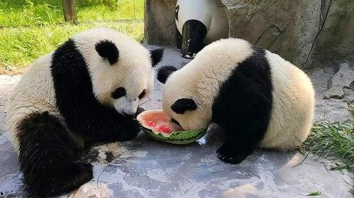 娱乐吃瓜大熊猫视频,一场娱乐吃瓜盛宴