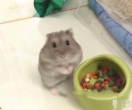 娱乐吃瓜酱本鼠,揭秘娱乐圈那些不为人知的幕后故事